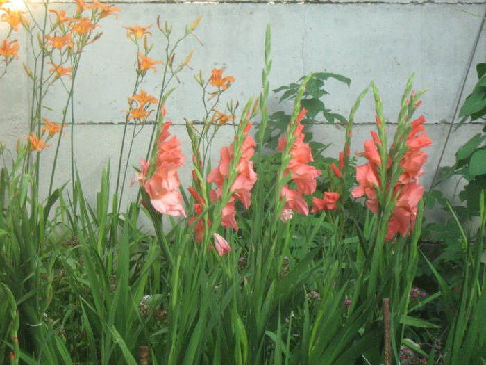 Gladiole