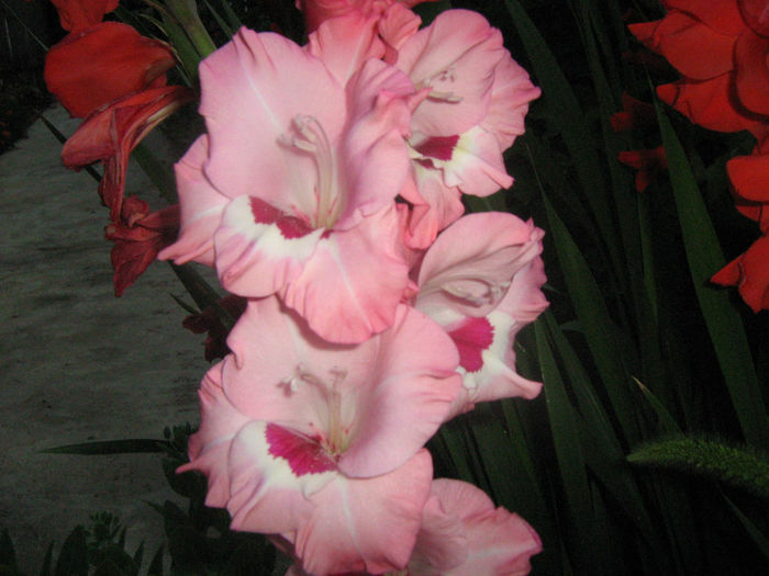 Gladiole noaptea