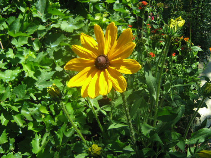 Goldsturm-Rudbeckia