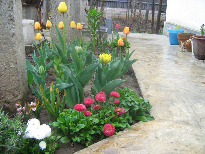 fl. Gradina Primavara