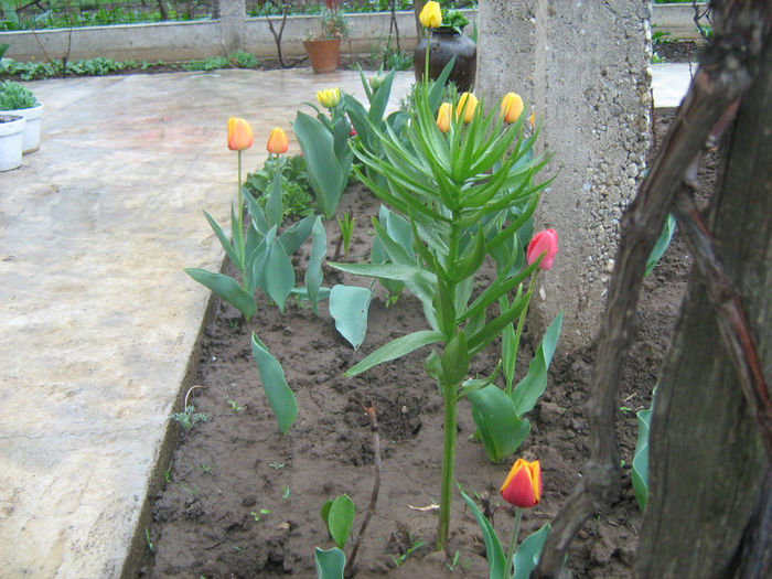 fl. Gradina Primavara