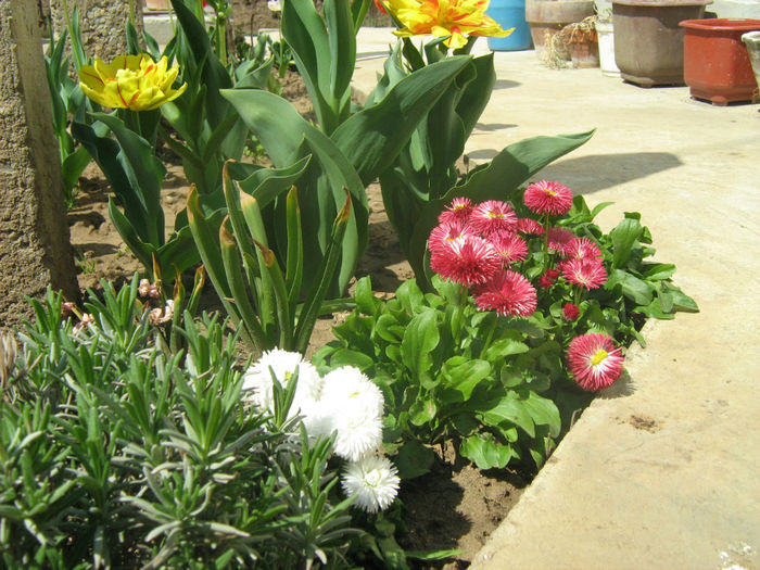 fl. Gradina Primavara