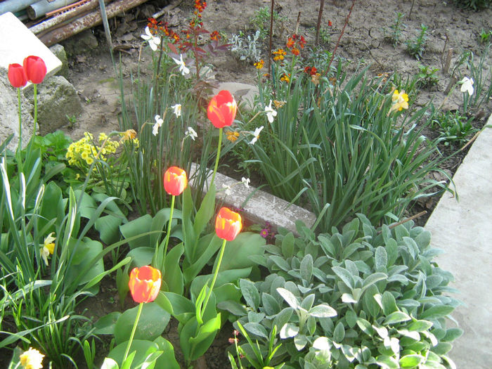 fl. Gradina Primavara