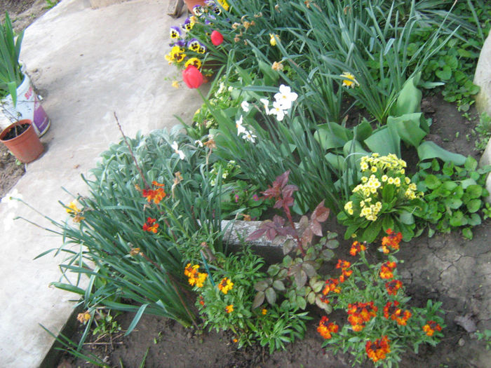 fl. Gradina Primavara