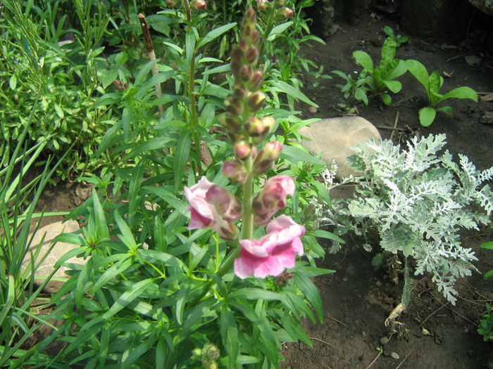 Gura Leului  Cineraria