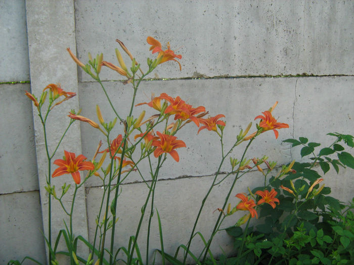 Hemerocallis Fulva - Flori de gradina 2012