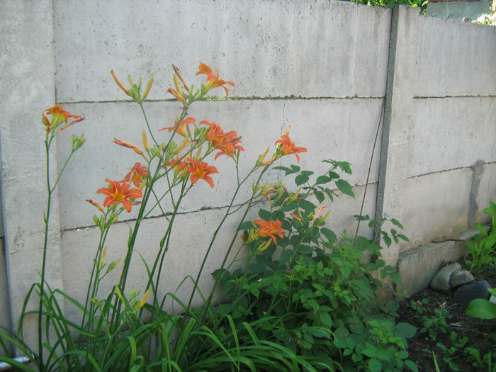 Hemerocallis Fulva - Flori de gradina 2012