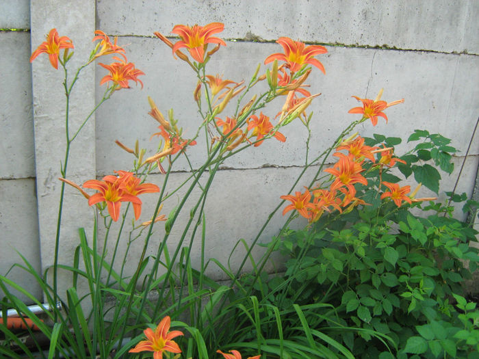 Hemerocallis Fulva - Flori de gradina 2012