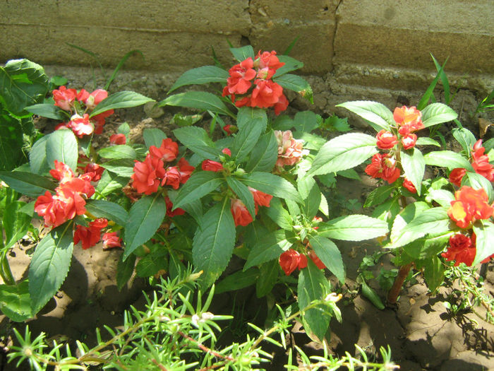 Impatiens - Flori de gradina 2012