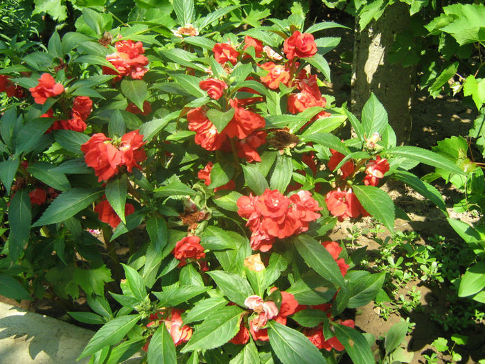 Impatiens - Flori de gradina 2012