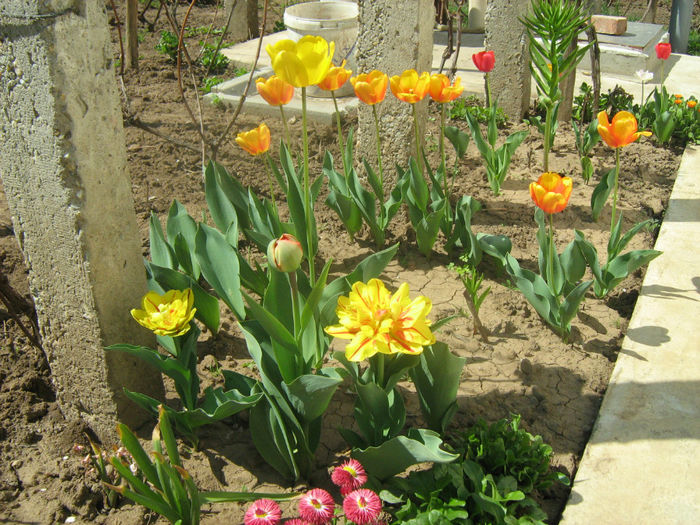 Lalele - Flori de gradina 2012