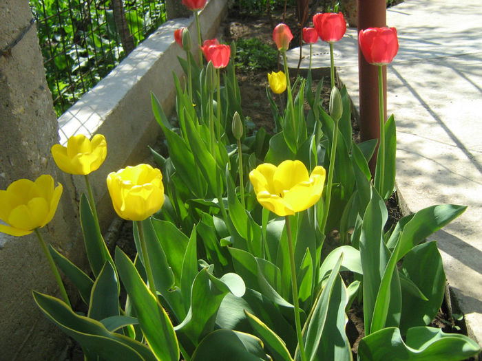 Lalele - Flori de gradina 2012