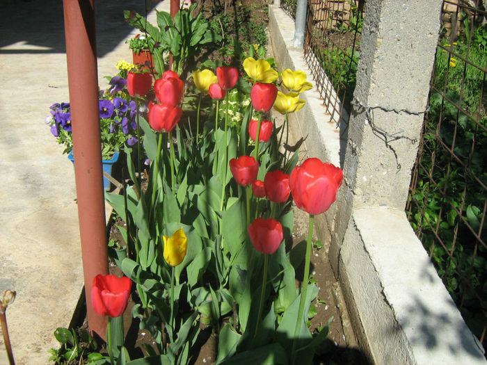 Lalele - Flori de gradina 2012