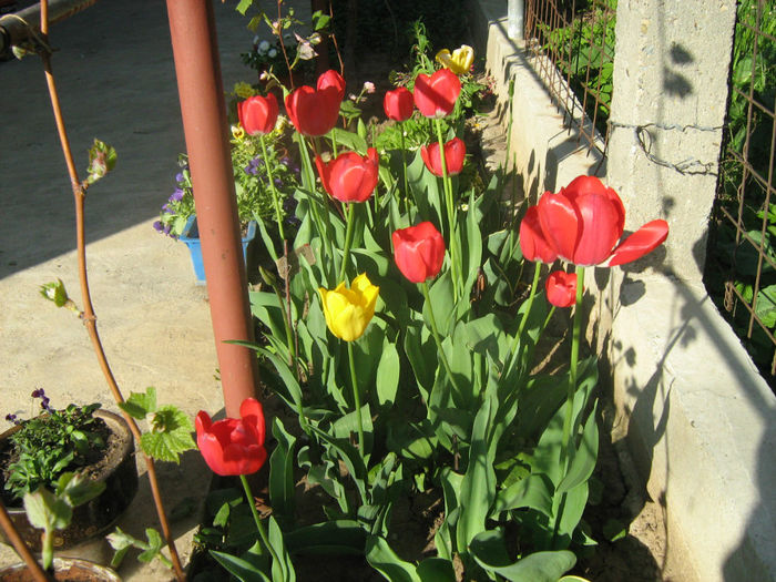 Lalele - Flori de gradina 2012