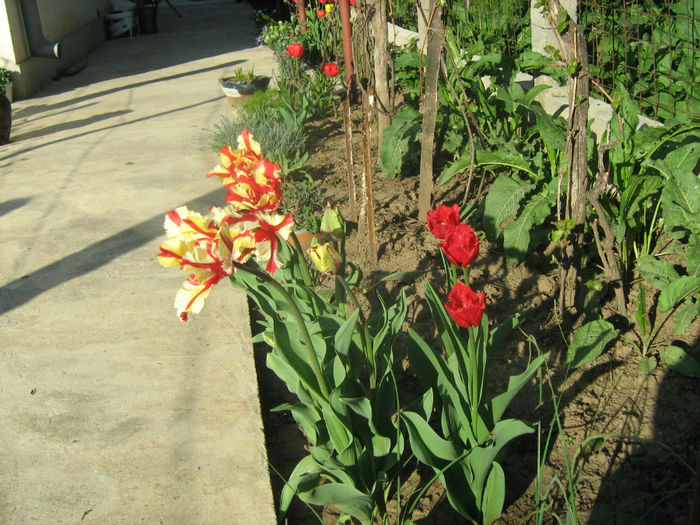 Lalele - Flori de gradina 2012