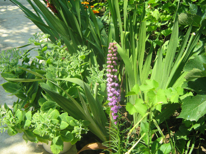 Liatris