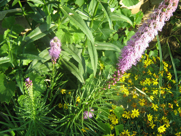 Liatris