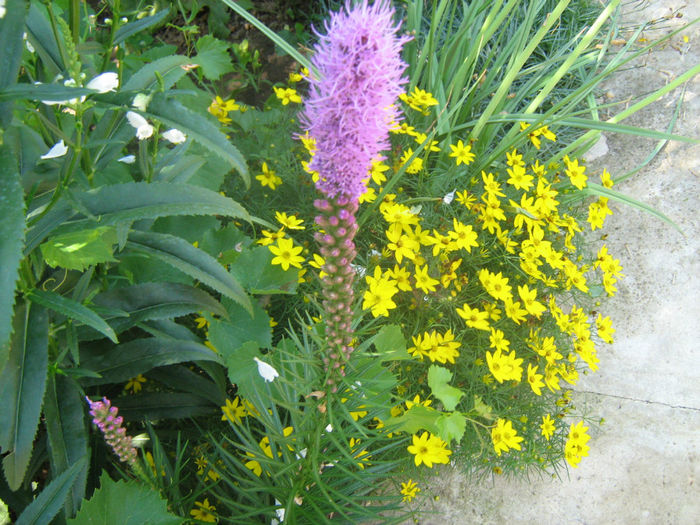 Liatris