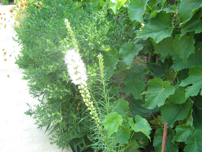 Liatris Alb