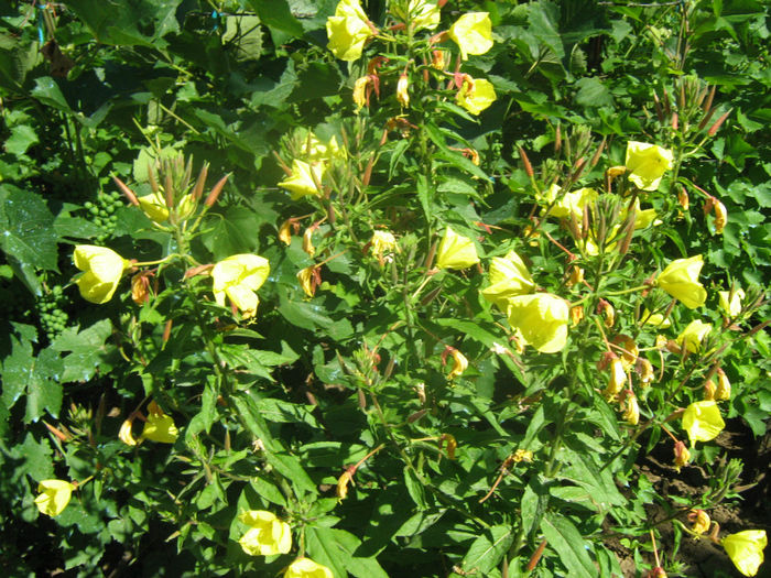 Luminita de seara-Oenothera