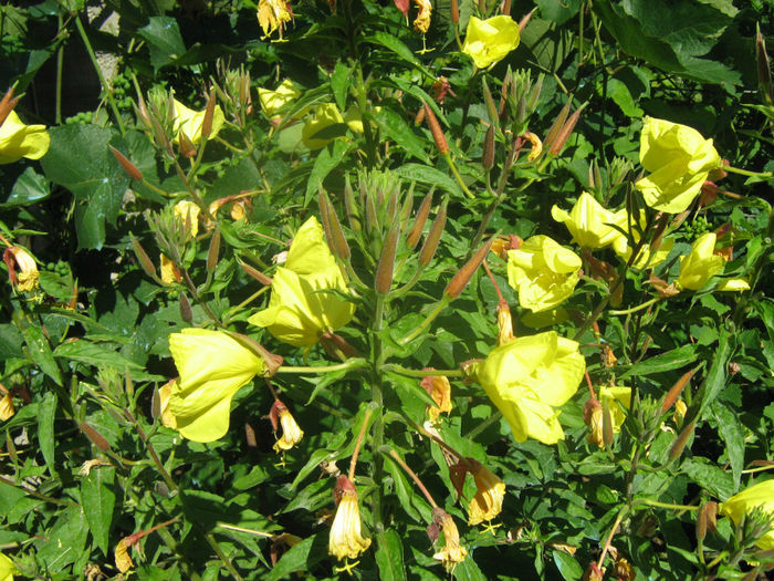 Luminita de seara-Oenothera