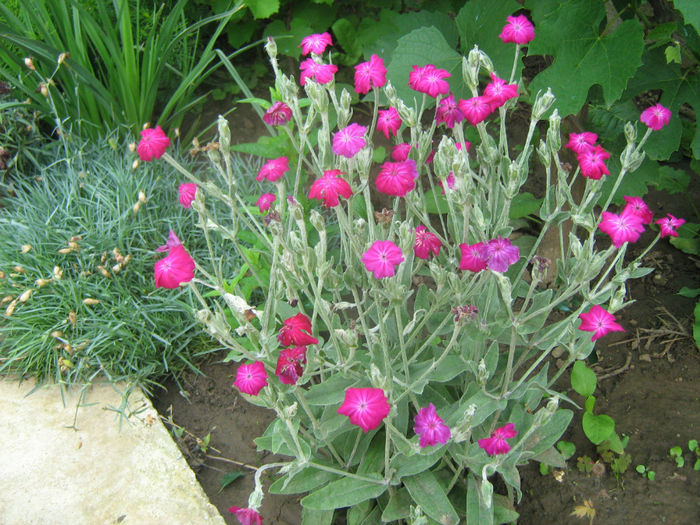 Lychnis Coronaria