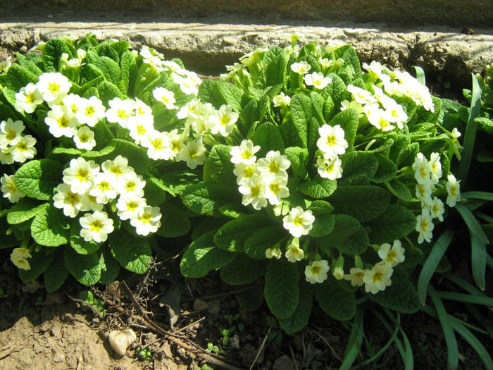 Primule - Flori de gradina 2012