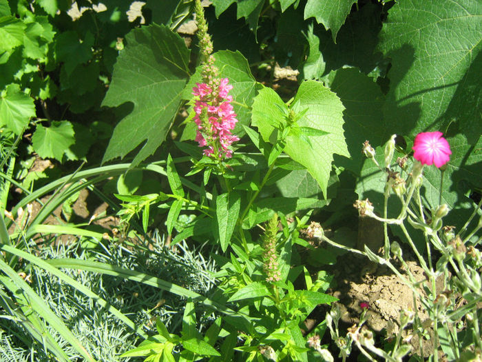 Rachitan - Flori de gradina 2012