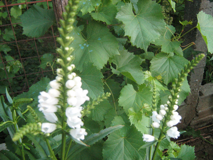 Phisostegia - Flori de gradina 2012