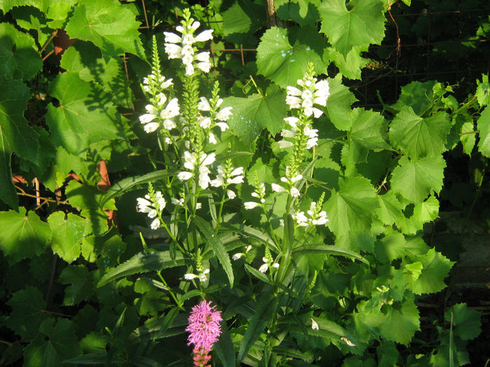 Rachitica - Flori de gradina 2012