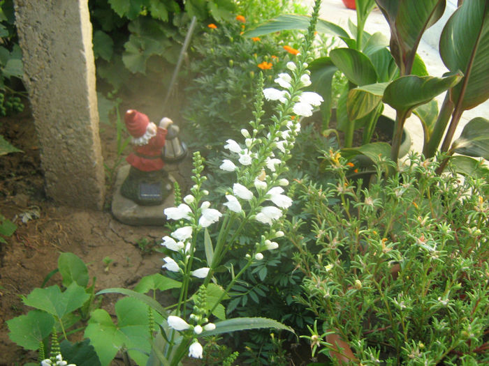 Rachitica - Flori de gradina 2012