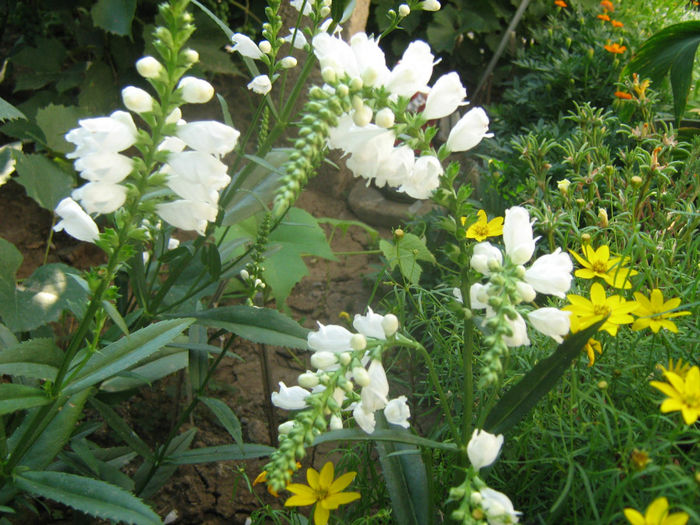 Rachitica - Flori de gradina 2012