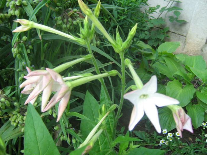 Regina Noptii - Flori de gradina 2012
