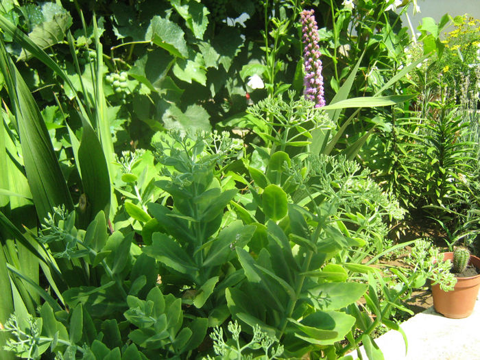 Sedum, Ghetica - Flori de gradina 2012