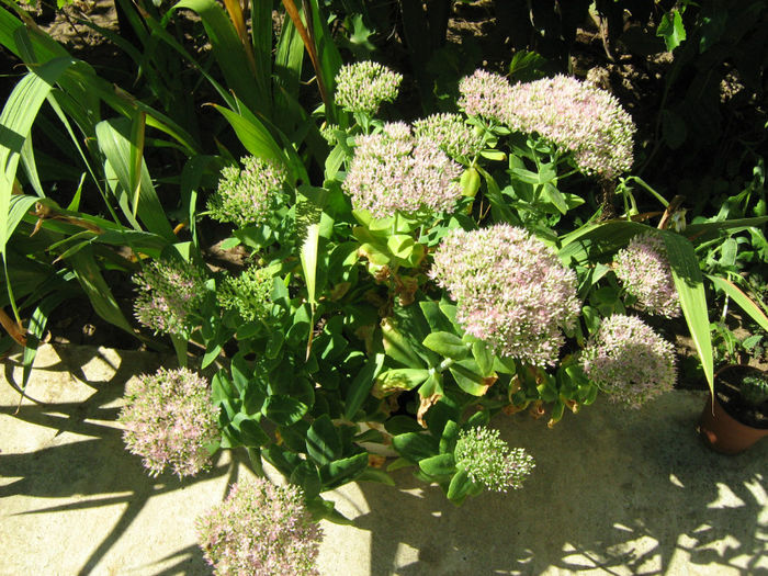 Sedum - Flori de gradina 2012