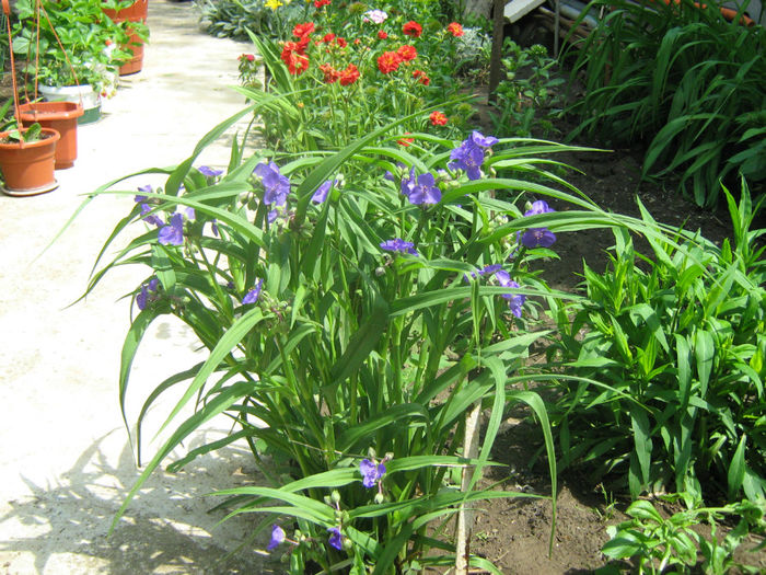 Tradescantia -Gheara pisicii - Flori de gradina 2012