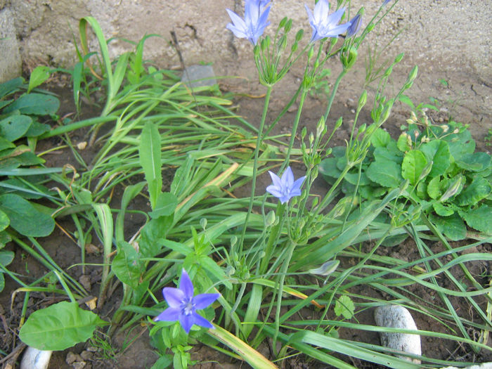 Triteleia