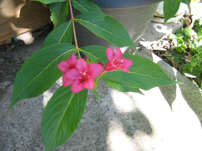 Weigela