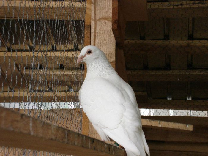 batranu - porumbei voiajori albi amintiri
