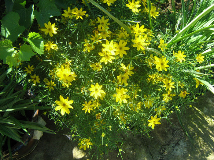 Coreopsis - 08-O minunatie de floare-Coreopsis Zagreb