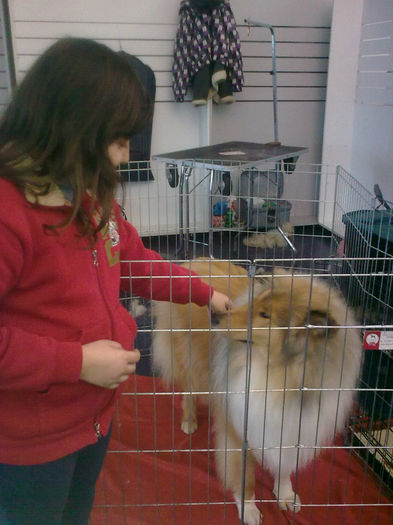 Collie Rough; Prima expozitie a lui Joisie
