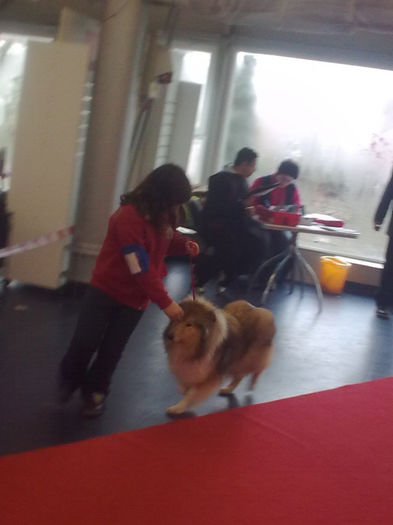 Collie Rough; Prezentare Expo 25.01.2014 Joisie
