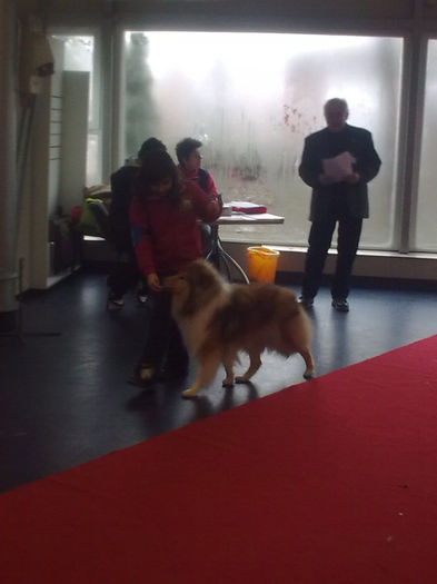 Collie Rough; 25.01.2014 Joisie
