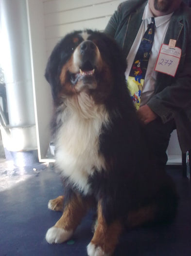 Ciobanesc de Berna - Expoziti Canine