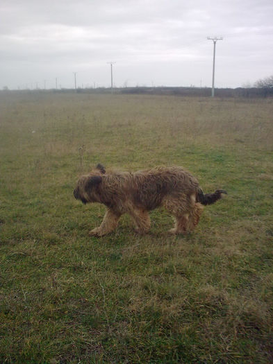 Briard Brava - BRIARD Ciobanesc de BRIE