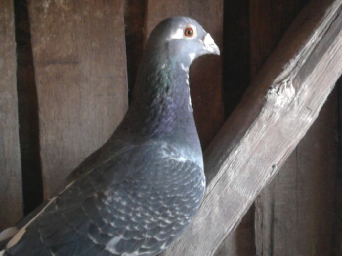 masc 2009 mama dv tatal bulgar