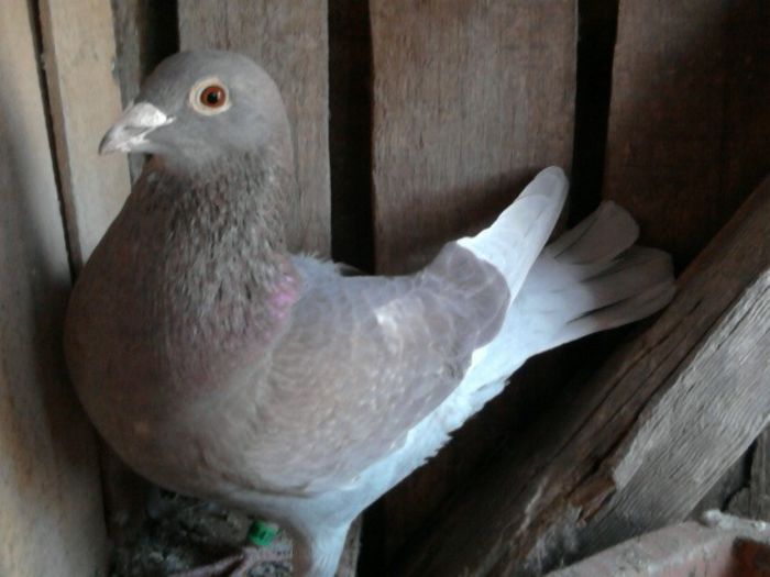 masc 2011 sion manea d-tru; frati lui zburati si clasati maratoane
