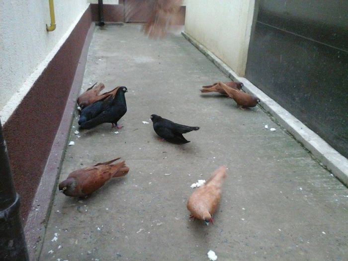 1618139_709399299094186_134015983_o