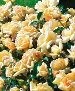bordure champagne - Achizitii