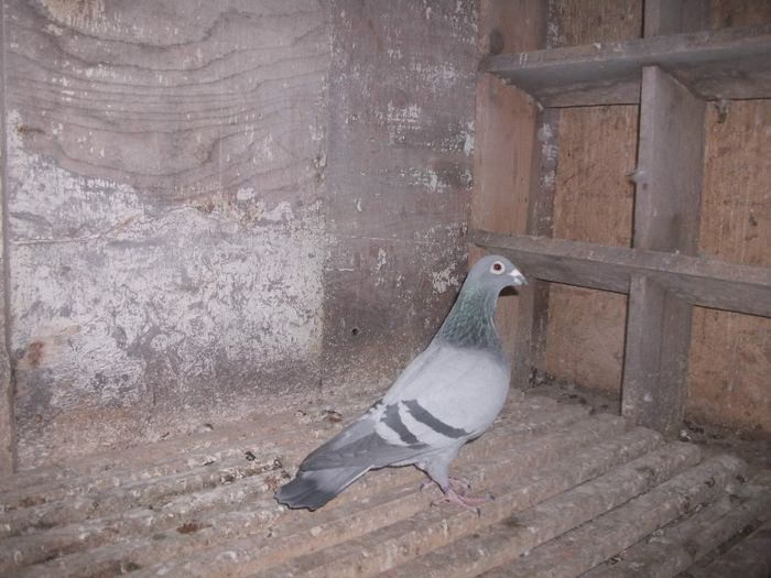 Nepoata Kimi - Femele